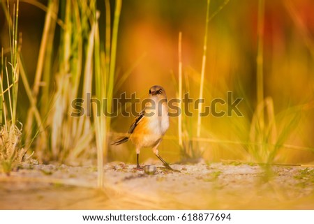 Cute bird. Warm colors nature background
Bearded Reedling / Panurus biarmicus