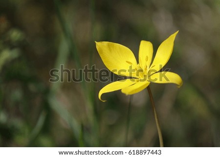 Wild tulipa yellow