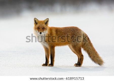 Red fox in winter, Japan.