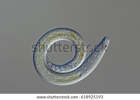 A living Nematode, a Roundworm, digesting diatoms; Tyrrhenian sea, a photo-micrograph in Interference contrast Royalty-Free Stock Photo #618925193