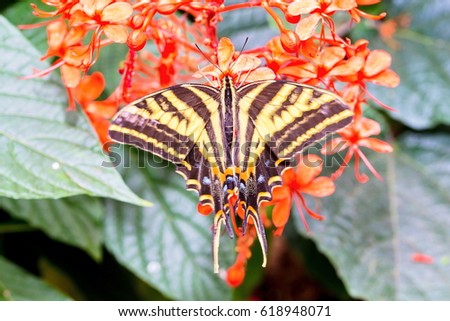 Eastern tiger swallowtail butterfly resting on a background of orange wild flowers.