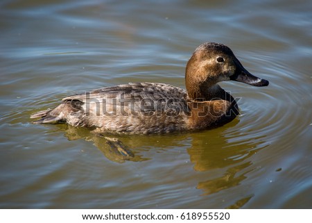 Female duck swimming in the pond on a sunny peaceful day of spring. London, UK.