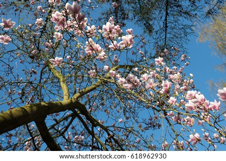 April blooming magnolia flowers on sunny spring day against blu sky. Large flowered tree in Magnoliaceae family in springtime garden with pink petals. Image for nursery business, postcards. Royal free
