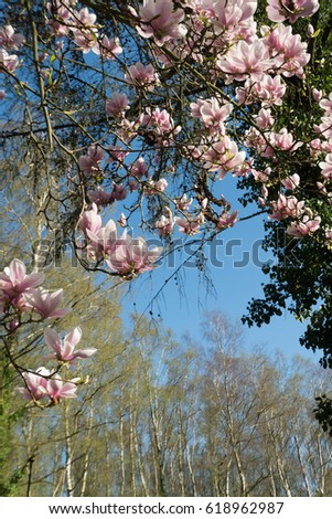 April blooming magnolia flowers on sunny spring day against blu sky. Large flowered tree in Magnoliaceae family in springtime garden with pink petals. Image for nursery business, postcards. Royal free