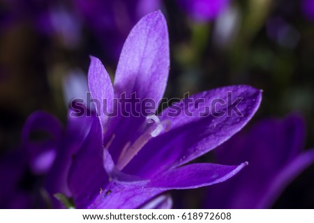 Campanula Addenda or bellflowers isolated on a macro photography