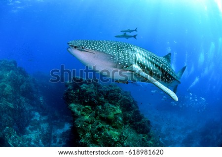 fish coral  scuba diving reef underwater rock ray shark whale blue ocean