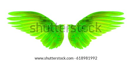green wings of bird on white background