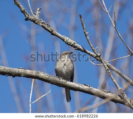 Northern mockingbird on a branch 
