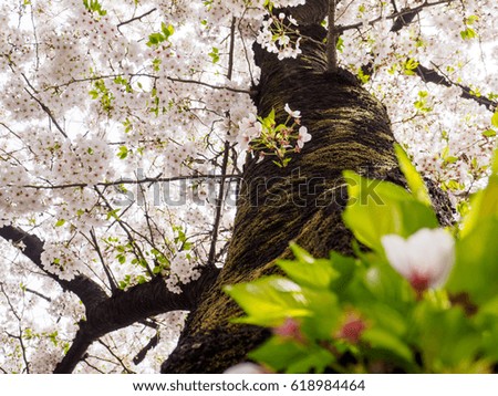 Japanese cherry blossom Royalty-Free Stock Photo #618984464