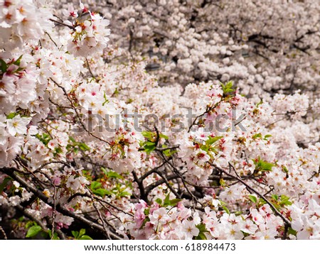 Japanese cherry blossom Royalty-Free Stock Photo #618984473