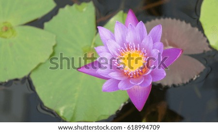 Purple lotus on the pond