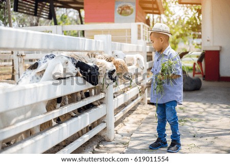 Feeding sheep with grass in the sheep farm
