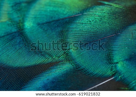 close-up peacock feathers Royalty-Free Stock Photo #619021832