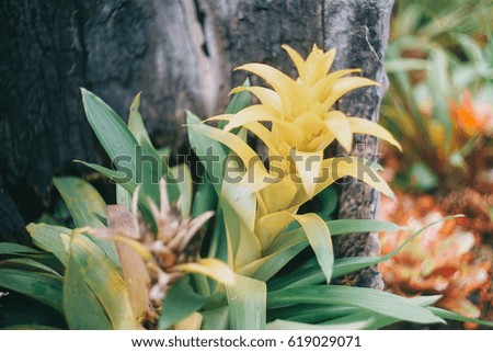 very beautiful leaf and flower in the garden, background picture