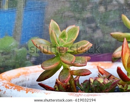 Succulent Plant in a ceramic pot thriving on a patio.