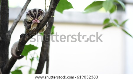 Sugar-glider climb on the tree