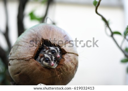 Sugar-glider climb live in a coconut shell house