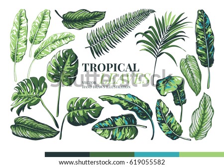 Tropical palm leaves and  jungle leaves. Set of vector trendy illustrations isolated on white background. 