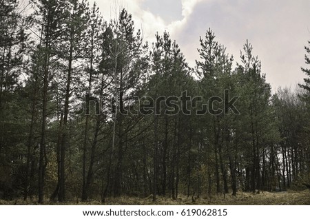 Trees in the fores. Slovakia