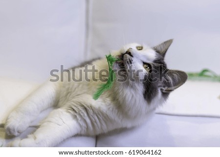 Fluffy Cat on White Background with St. Patrick's Day Green Decorations