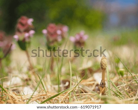 Horsetail, Weeds, Spring