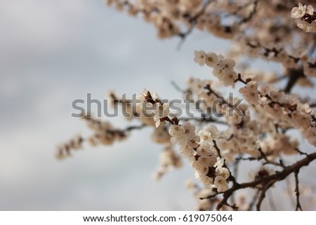 branches of a blossoming apricot