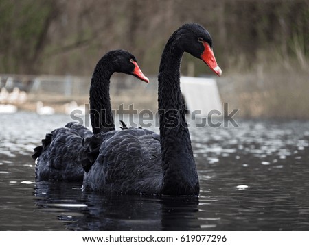 Black swans at the lake sweaming pair