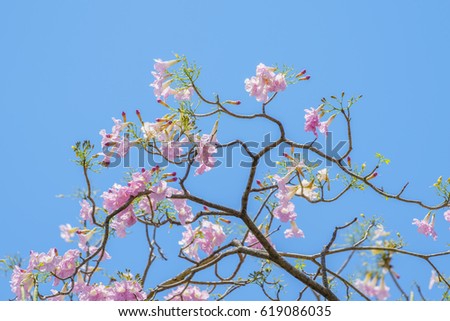 Pink trumpet tree on blue sky background, Blurred background