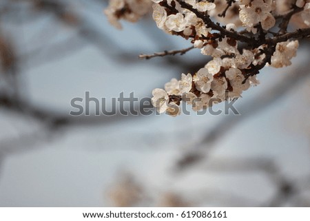 branches of a blossoming apricot