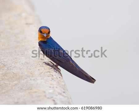 Pacific Swallow (Hirundo tahitica) bird.