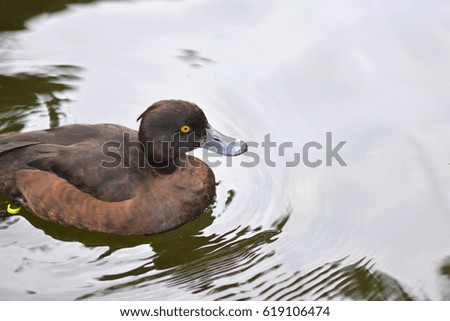 Duck Swimming in the Pond