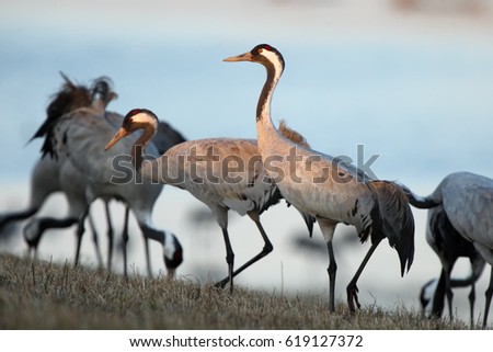 The common crane (Grus grus), also known as the Eurasian crane, a flock of cranes at the lake. A flock of cranes on a cold morning, one crane has its neck and head lit by the sun.