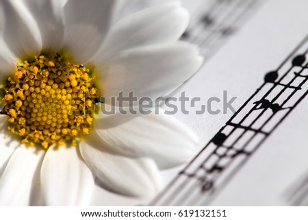 White Daisy on Music Notes Sheets