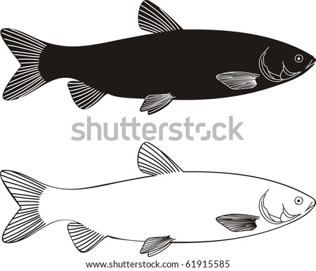 vector illustration black and white freshwater white Grass carp