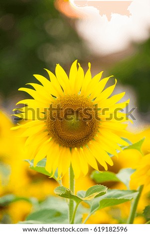 Close Up of Sun Flower