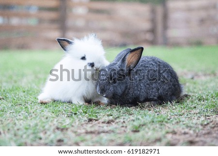 Funny baby rabbits in grass.