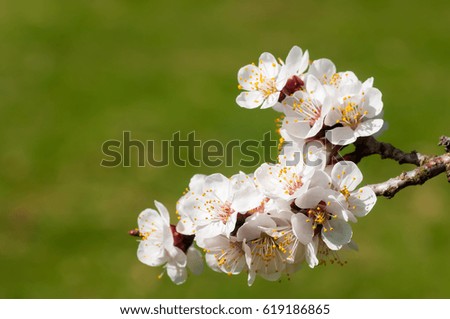Branch with beautiful white apricot blossom on green nature background. Spring picture with copyspace