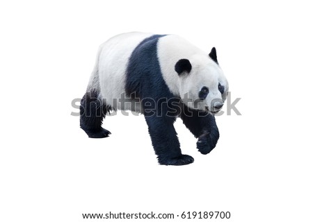 panda isolated on white with clipping path
