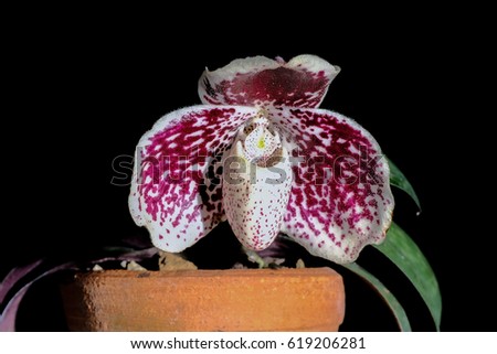 Paphiopedilum, often called the Venus slipper, is a genus of the Lady slipper orchid