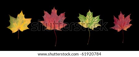 Four autumn leafs on black background panorama picture