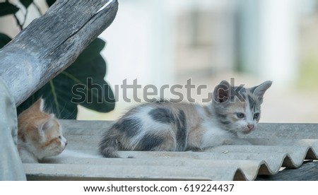 Cute shorthair cat kitten