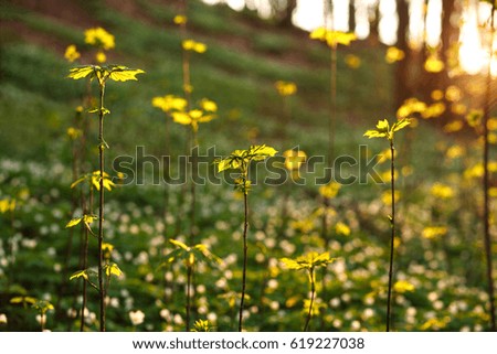 Spring awakening green plants in the forest on sunset background