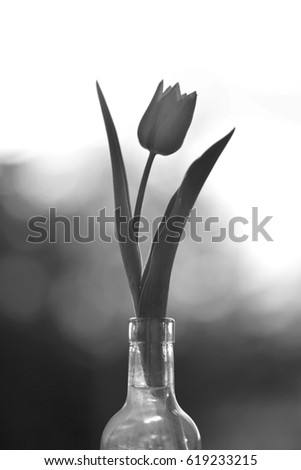  Black and white photo of a beautiful tulip in glass bottle bathing in the sunlight.