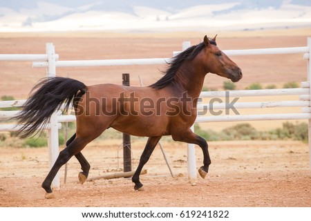 Close up of a thorough bred horse in a pen Royalty-Free Stock Photo #619241822