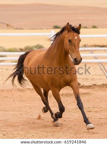 Close up of a thorough bred horse in a pen Royalty-Free Stock Photo #619241846