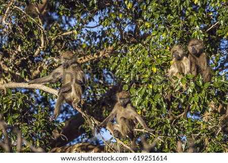 Chacma baboon in Kruger national park, South Africa ; Specie Papio ursinus family of Cercopithecidae
