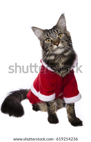 Cute cat in Santa Claus costume, isolated on white