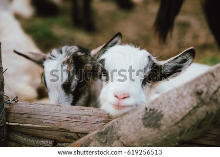 Goats at an animal farm