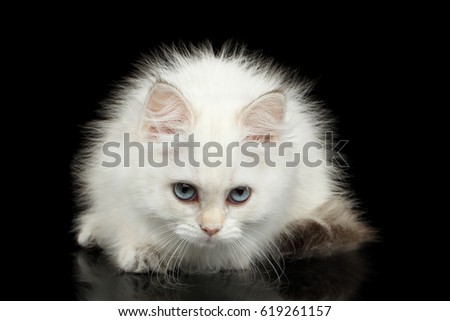 Angry British Kitten of White color Fur and Blue eyes Sitting and gazing in camera on Isolated Black Background