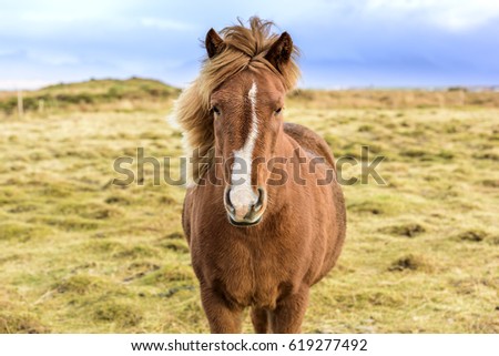 Icelandic horses. The Icelandic horse is a breed of horse developed in Iceland. Royalty-Free Stock Photo #619277492